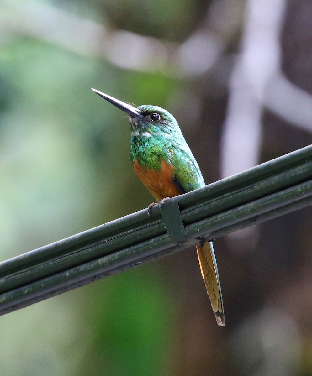 Jacamar à queue rousse - ML99172561