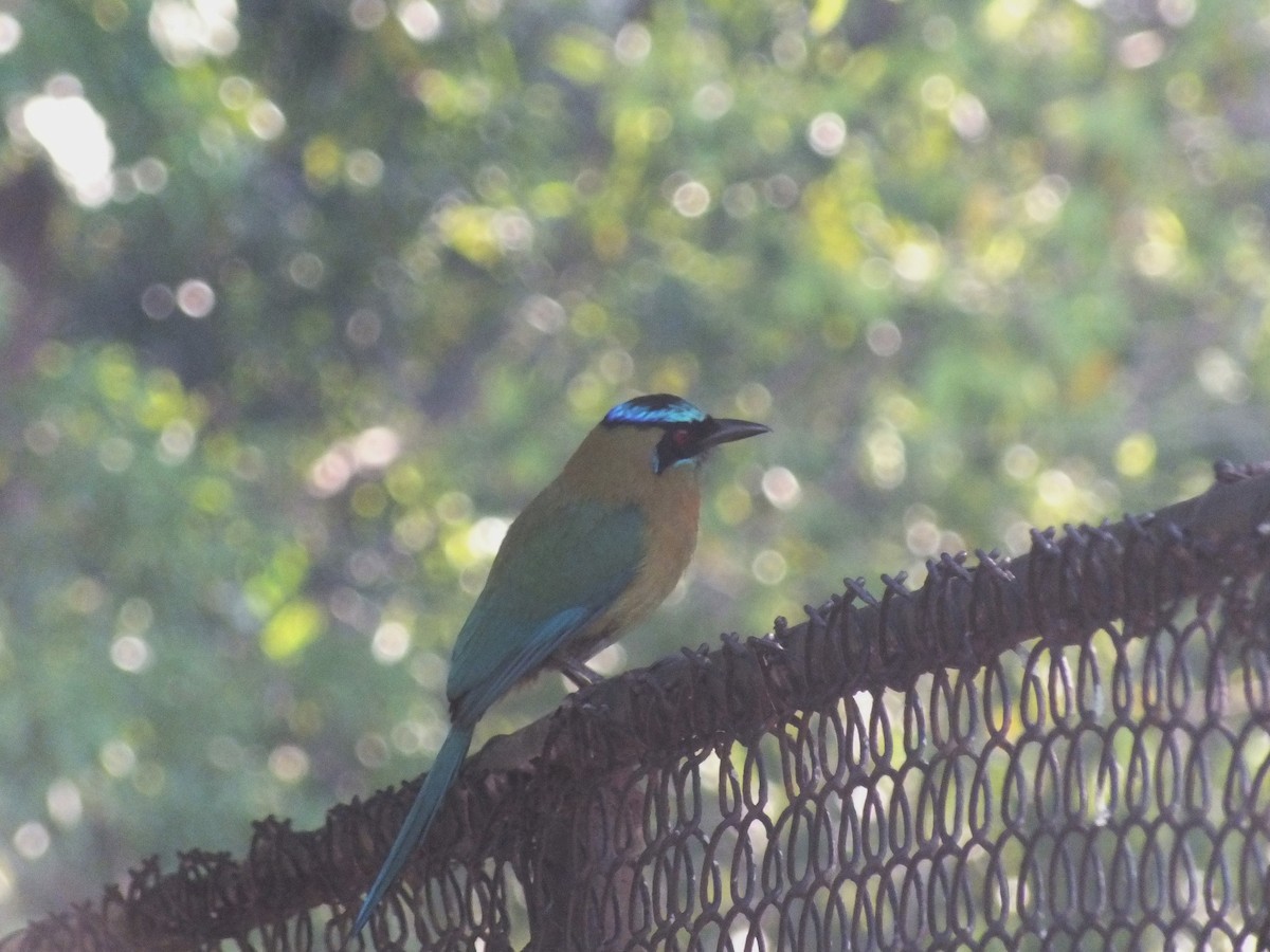 Motmot de Lesson - ML99173081