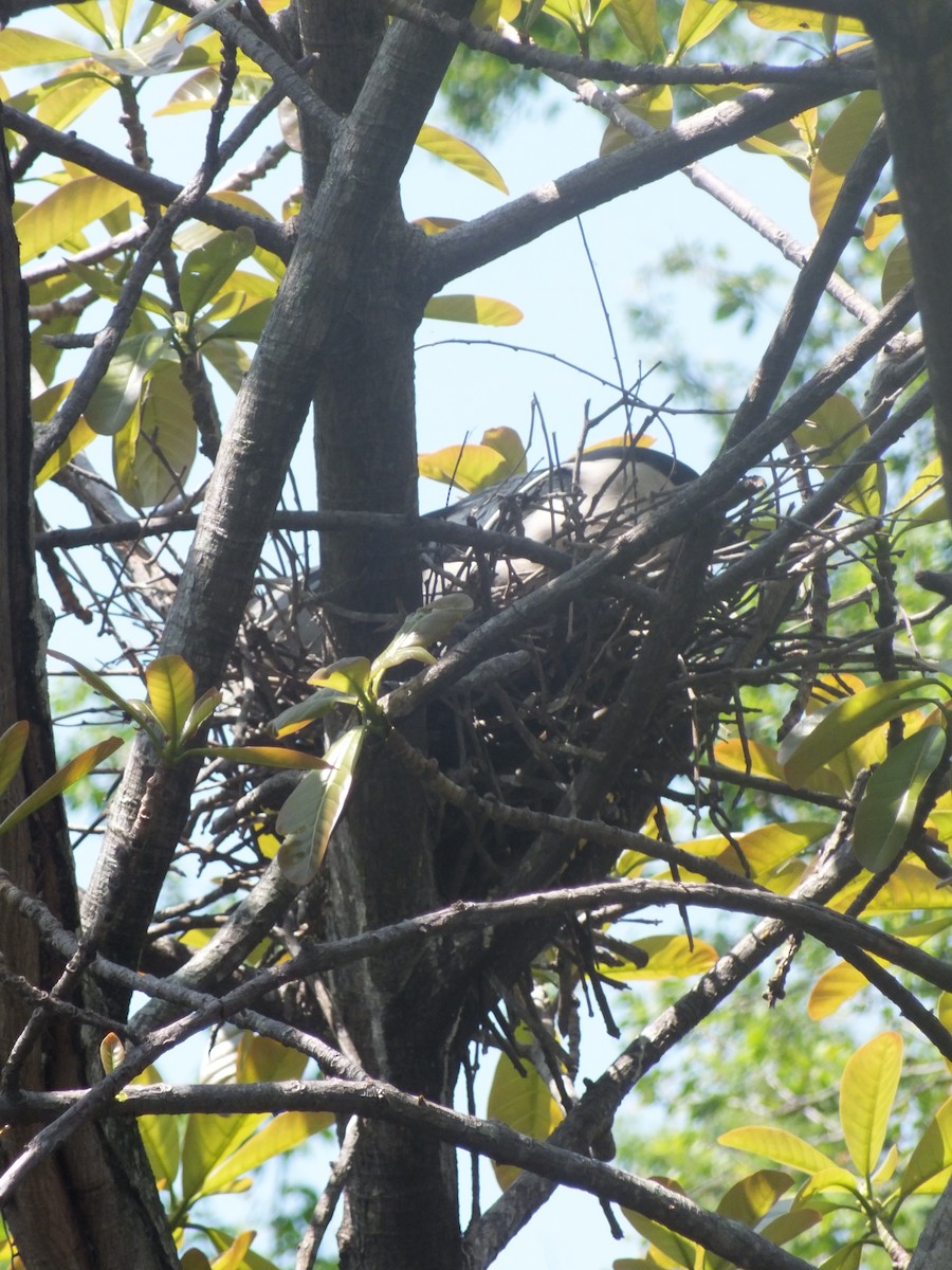 Black-crowned Night Heron - ML99173581