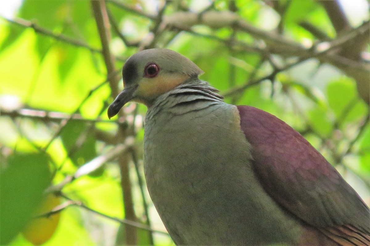 Crested Quail-Dove - Rob Van Epps