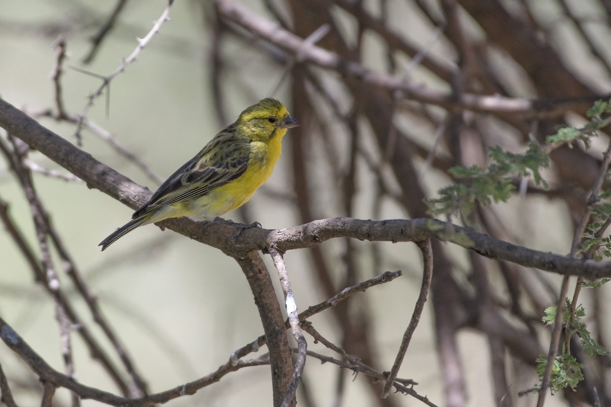 White-bellied Canary - Debra Herst
