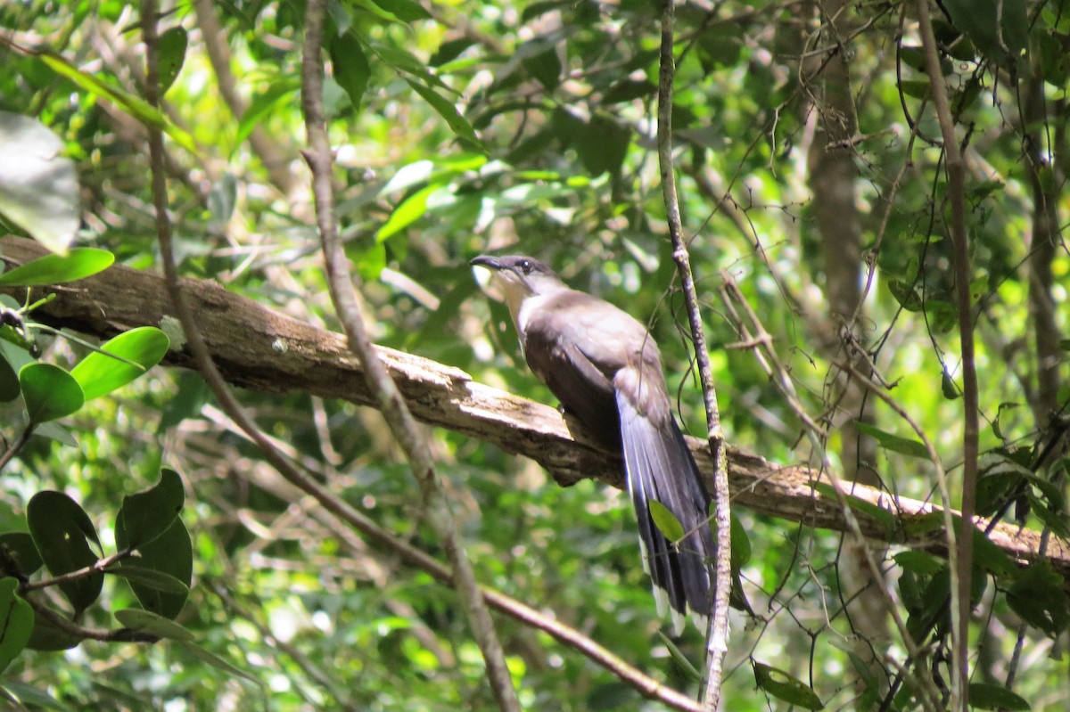 Jamaican Lizard-Cuckoo - ML99173931