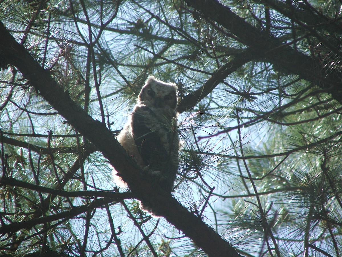 Great Horned Owl - ML99174001