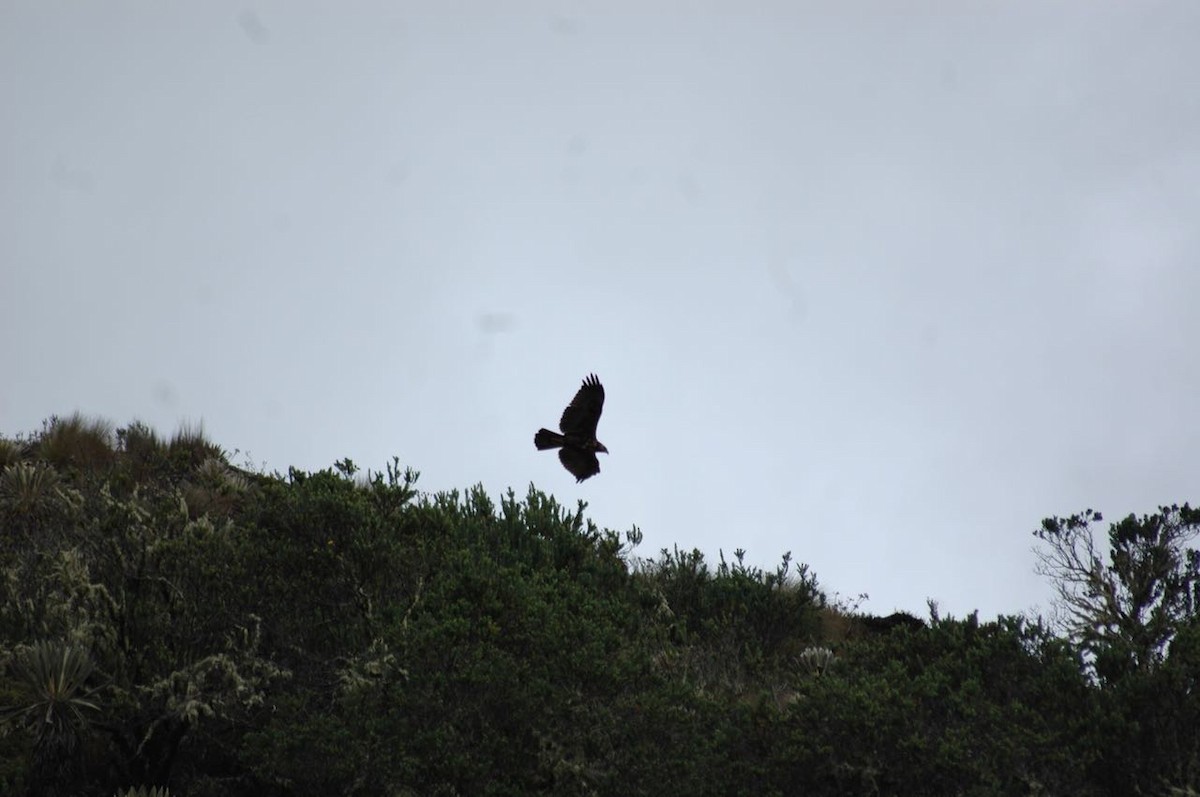 Black-chested Buzzard-Eagle - ML99174171