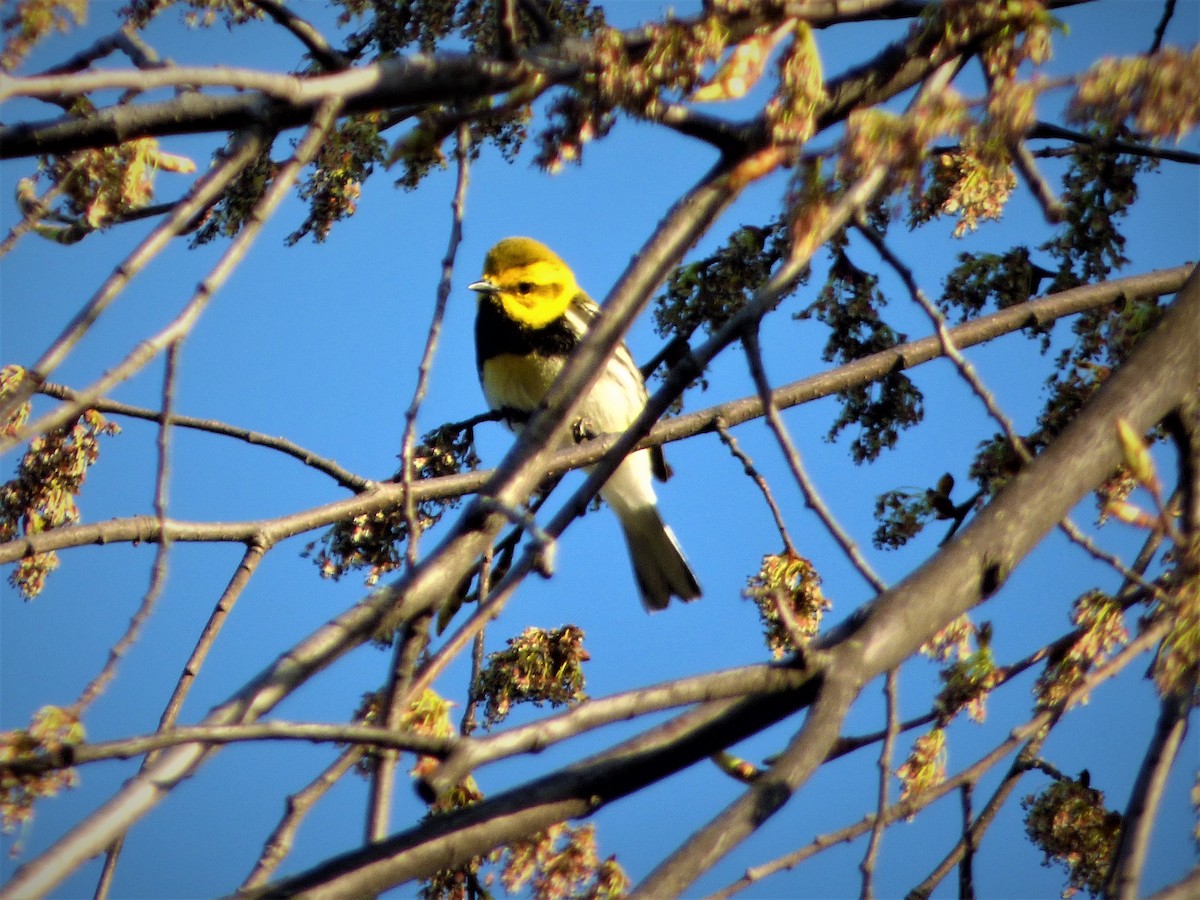 Black-throated Green Warbler - Patrice Blouin