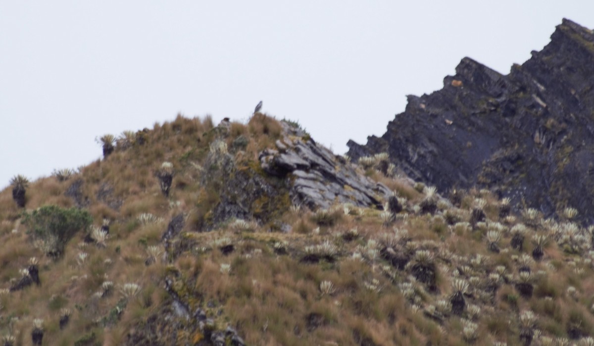 Black-chested Buzzard-Eagle - ML99174811