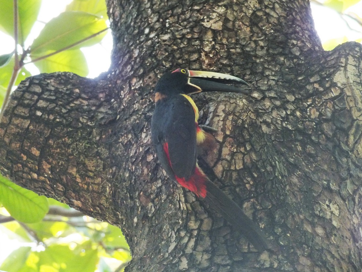 Collared Aracari - ML99174851