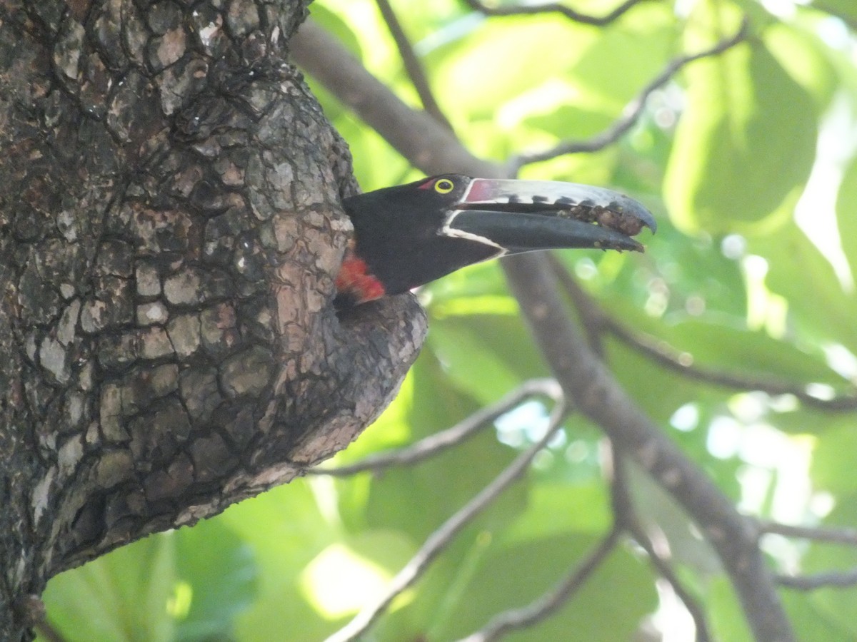 Collared Aracari - ML99175161