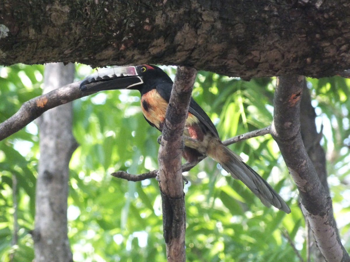 Collared Aracari - ML99175241