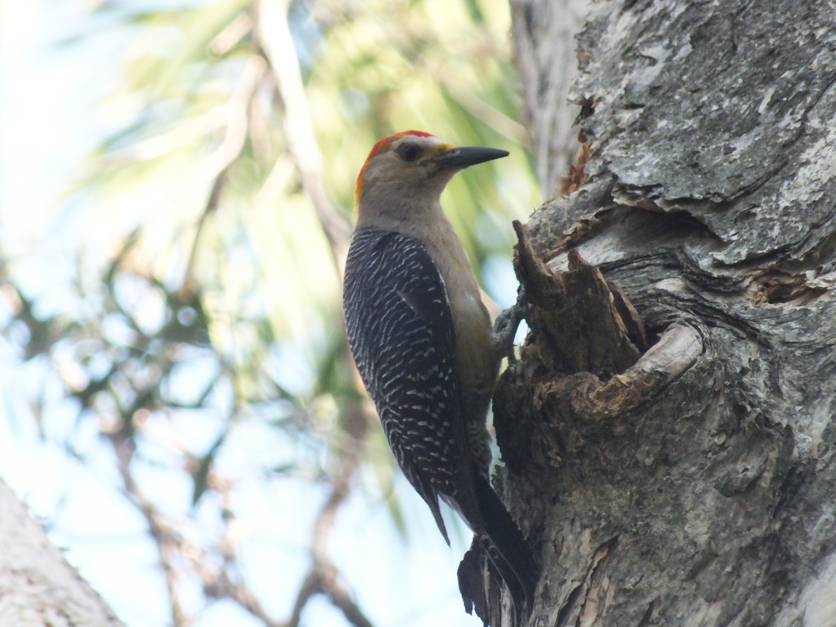 Golden-fronted Woodpecker - ML99175251