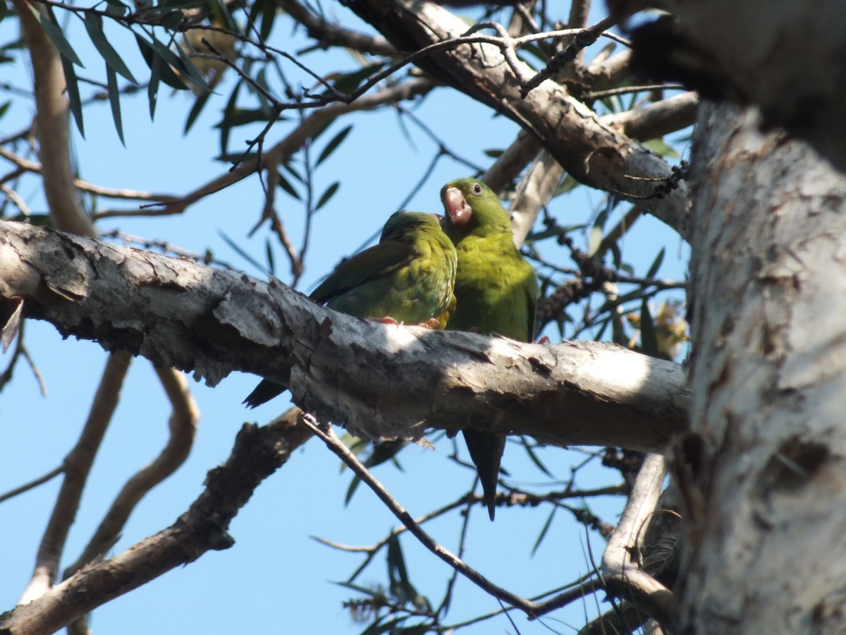 Orange-chinned Parakeet - ML99175501