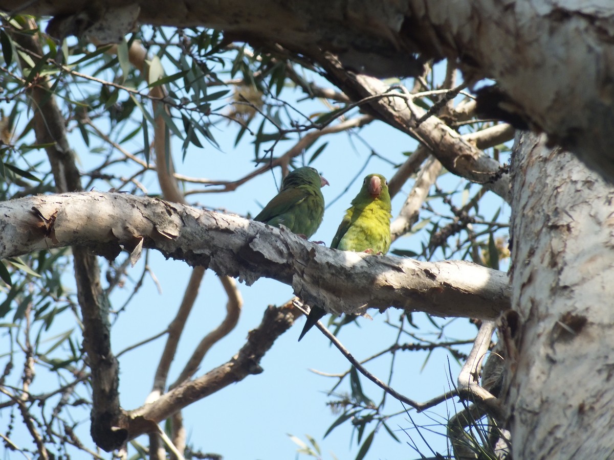 Orange-chinned Parakeet - ML99175561