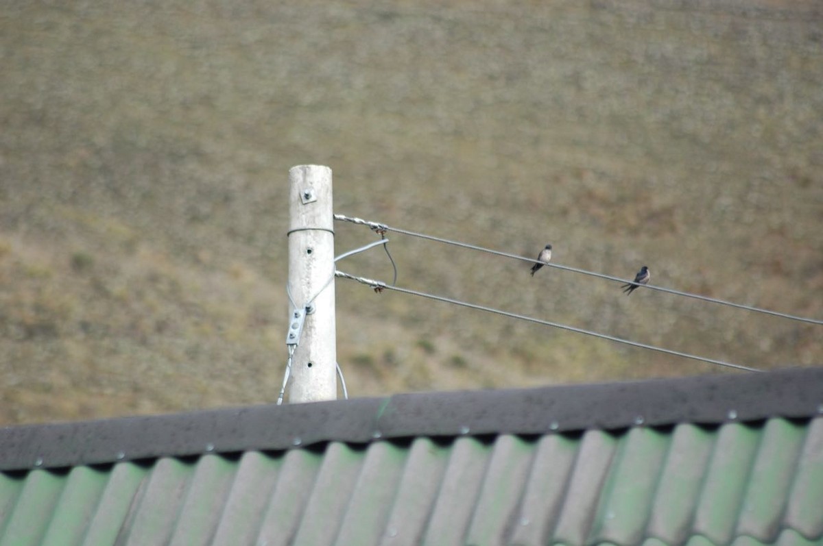 Brown-bellied Swallow - ML99176561