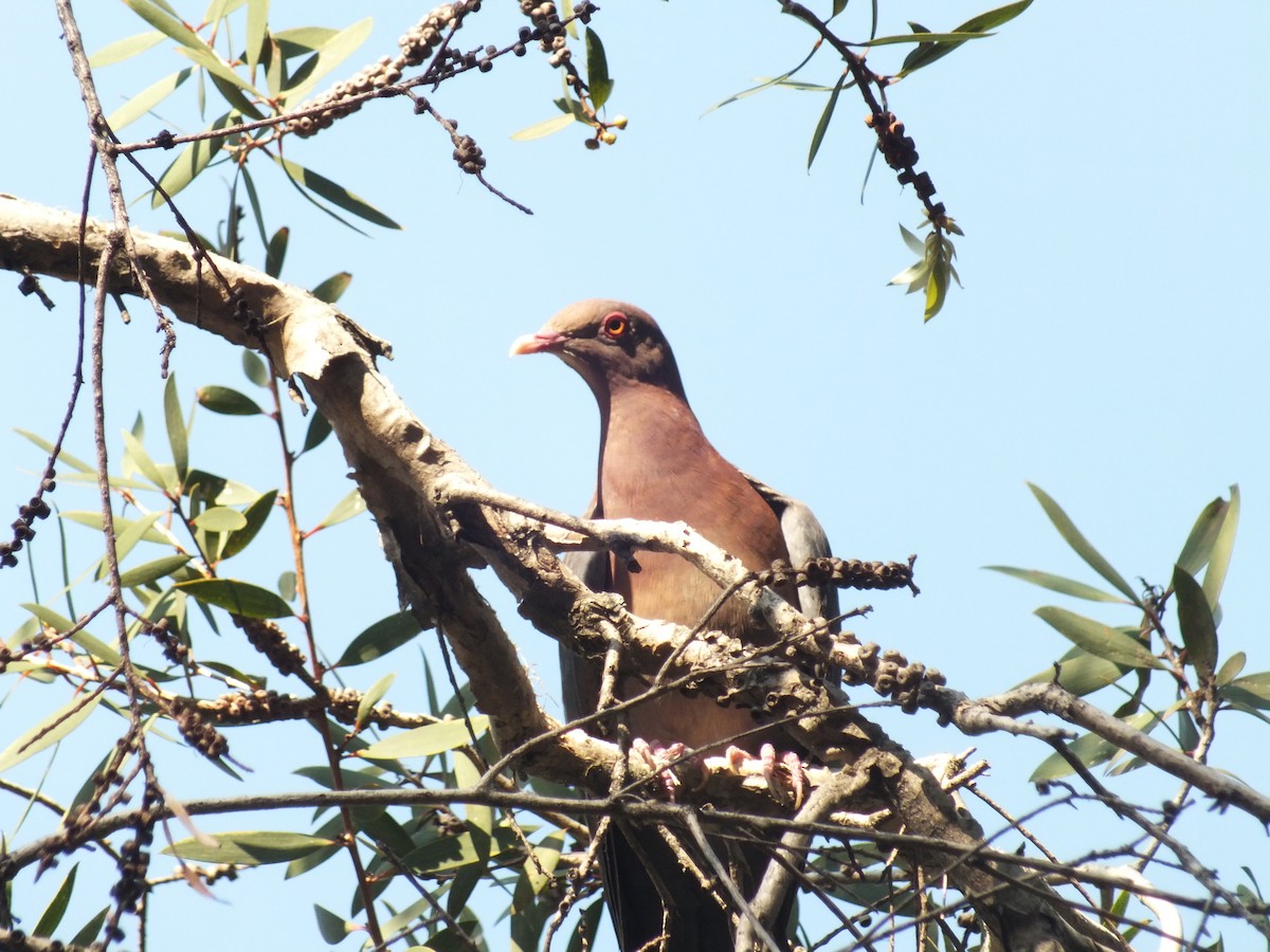 Pigeon à bec rouge - ML99177251