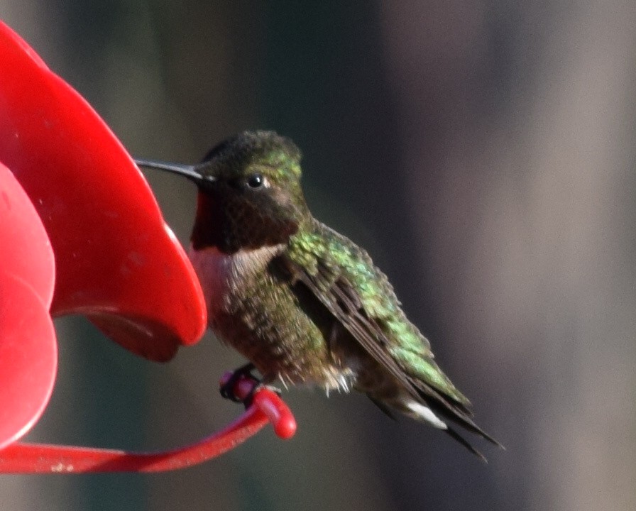 Ruby-throated Hummingbird - Austin Broadwater