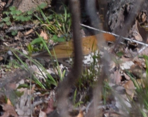 Wood Thrush - ML99177671