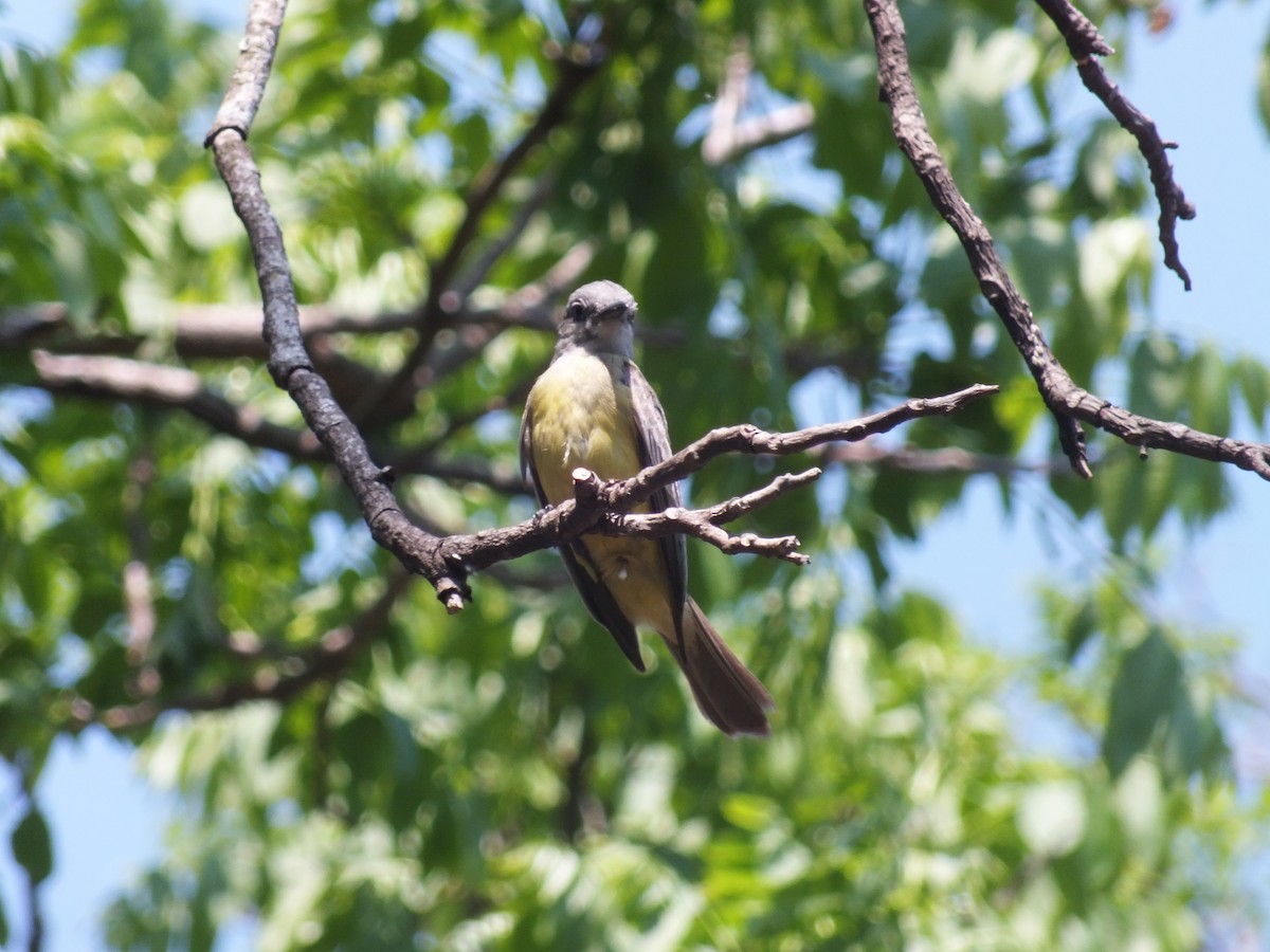 Tropical Kingbird - ML99177771