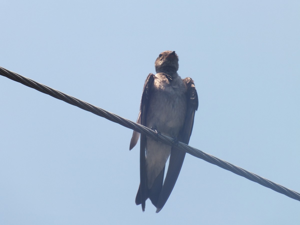 Northern Rough-winged Swallow - ML99178001