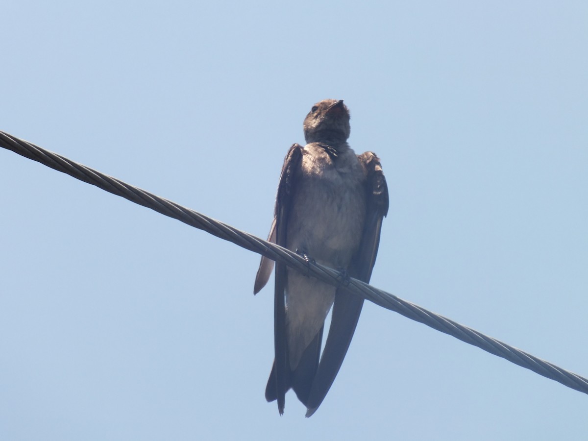 Hirondelle à ailes hérissées - ML99178001