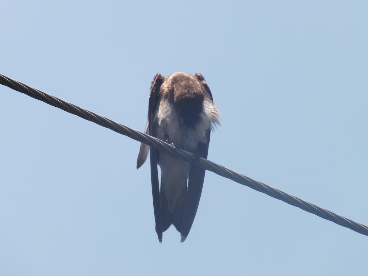 Hirondelle à ailes hérissées - ML99178121