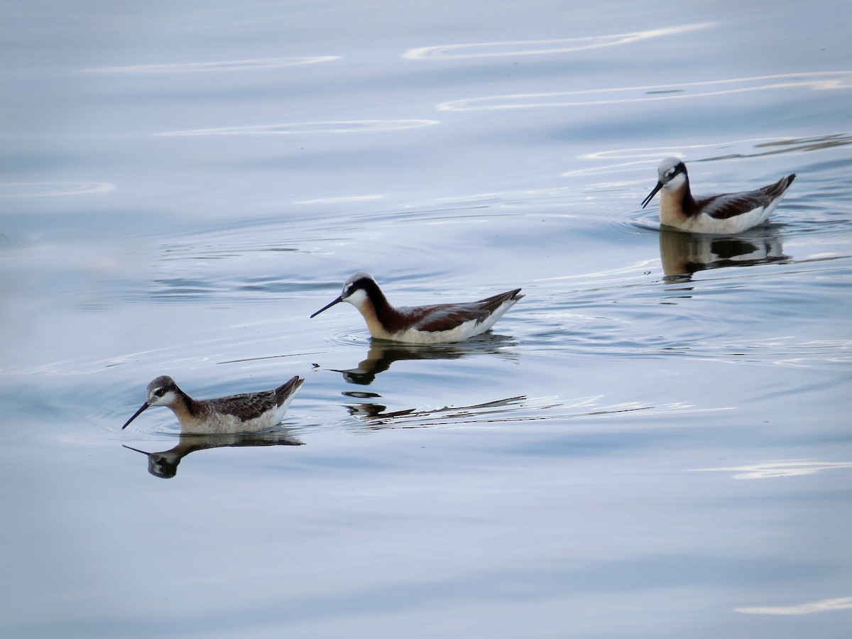 Wilson's Phalarope - ML99179341