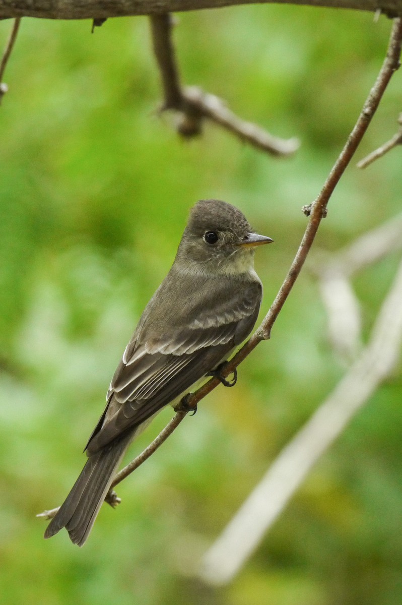 Eastern Wood-Pewee - ML99179351