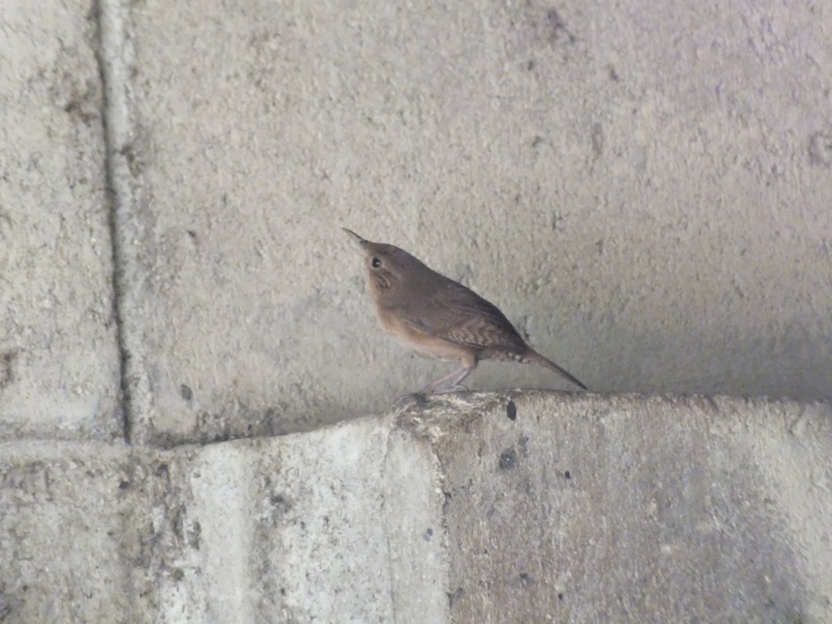 House Wren - ML99179381