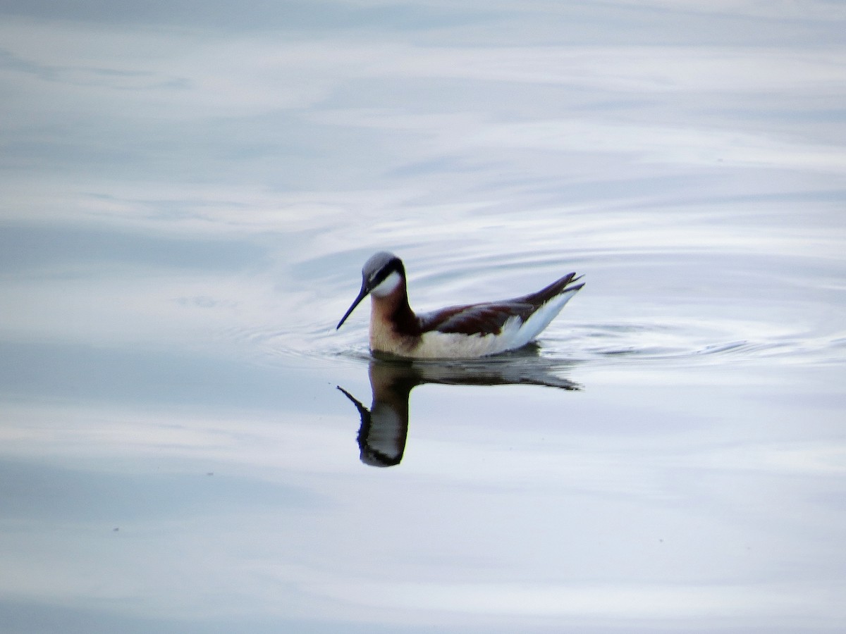 Wilson's Phalarope - ML99179461