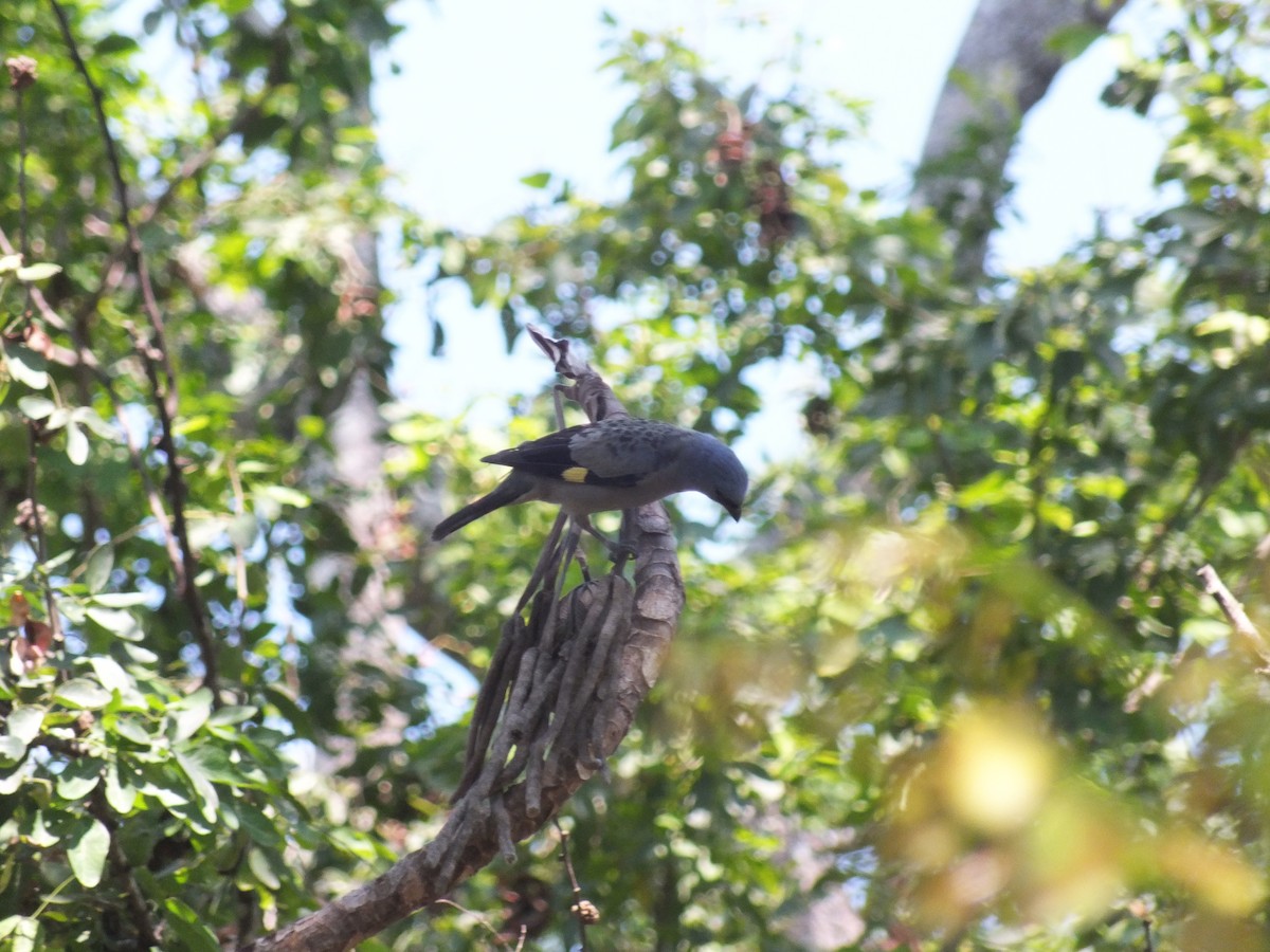 Yellow-winged Tanager - ML99179711