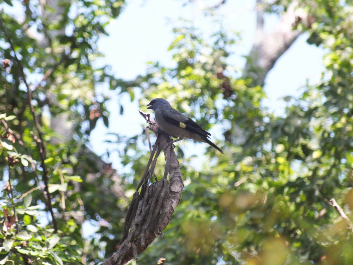 Yellow-winged Tanager - ML99179901