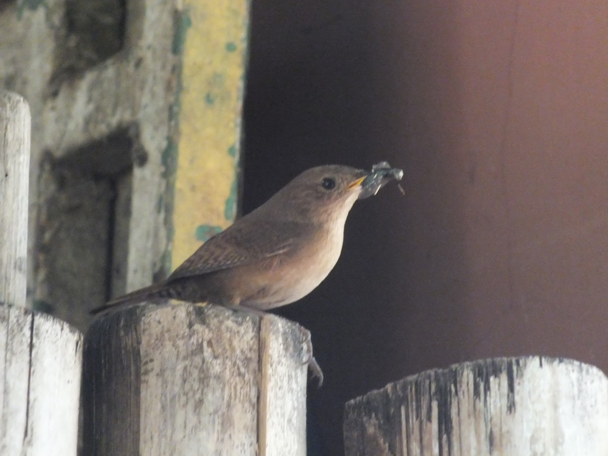 House Wren - Melvin Bonilla