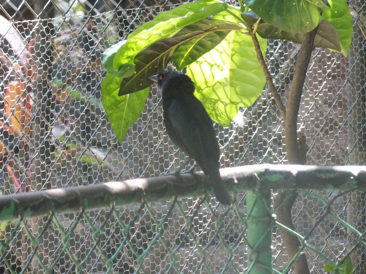 Bronzed Cowbird - ML99180101