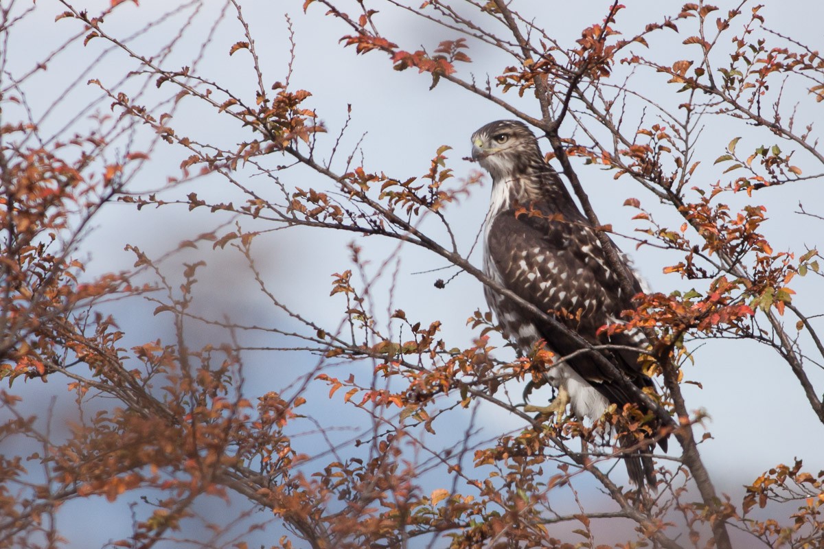 Rufous-tailed Hawk - ML99180531