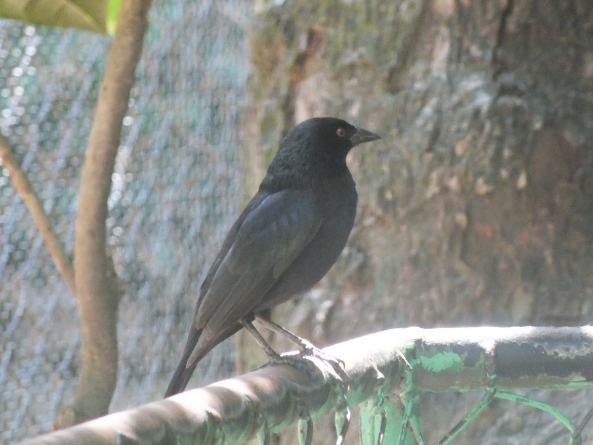 Bronzed Cowbird - ML99180601