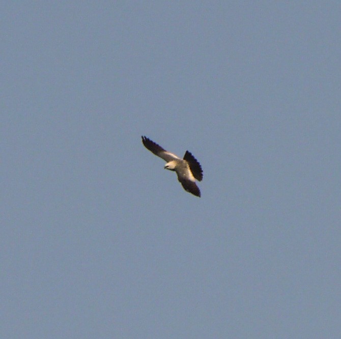 Mississippi Kite - ML99180611