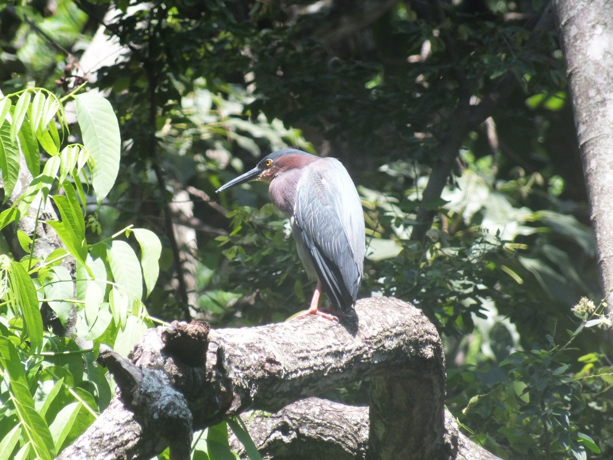 Green Heron - ML99180671