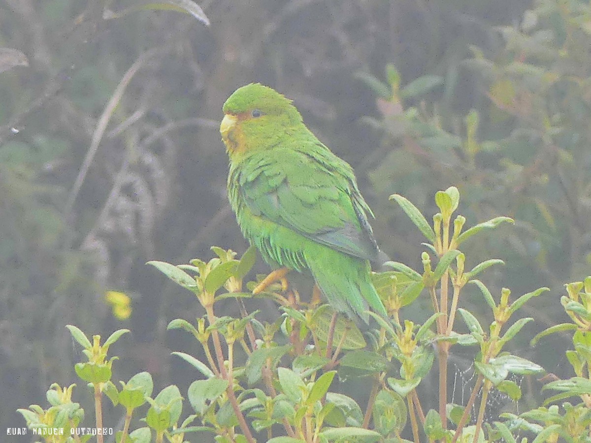 Rufous-fronted Parakeet - ML99181291