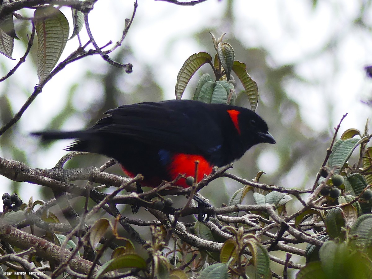 Scarlet-bellied Mountain Tanager - ML99183681