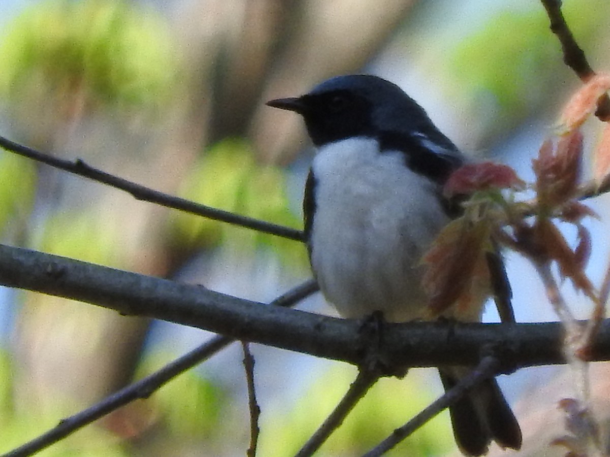 Black-throated Blue Warbler - ML99184171