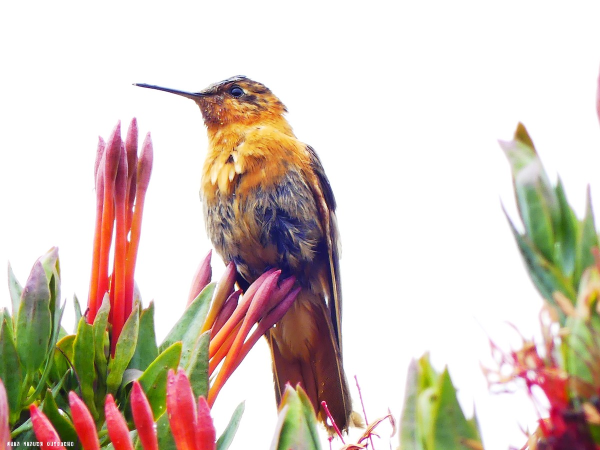 kolibřík duhovohřbetý - ML99184461