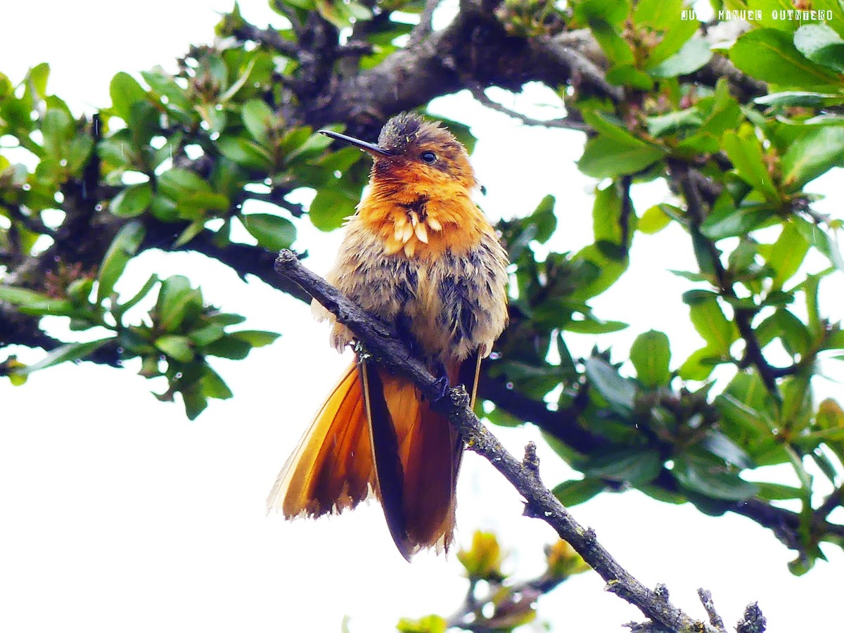 Colibri étincelant - ML99184521