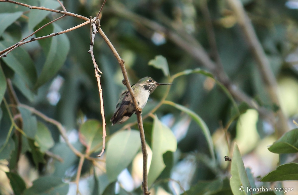 Calliope Hummingbird - ML99185141