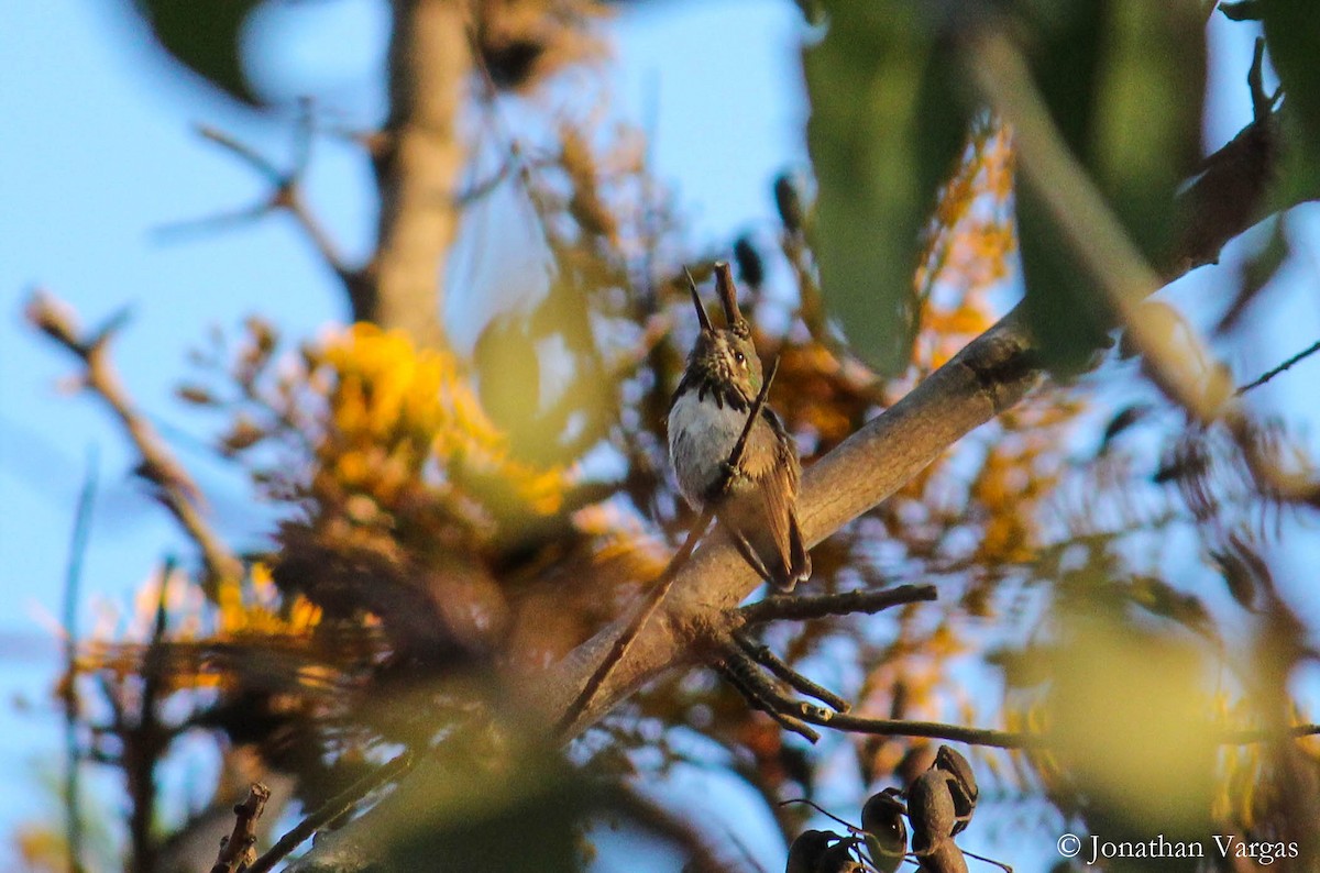 Calliope Hummingbird - ML99185151