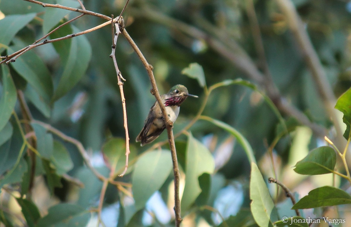 Calliope Hummingbird - ML99185161