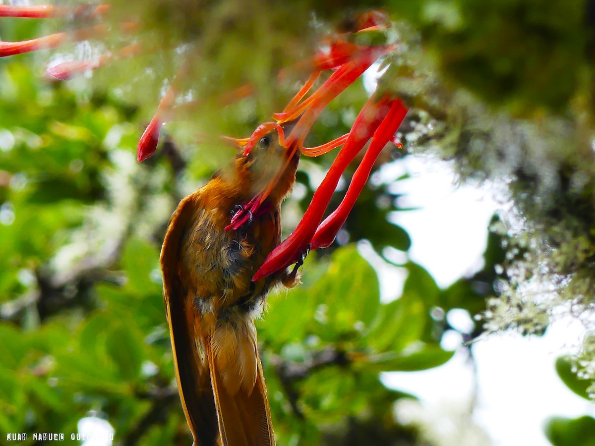 kolibřík duhovohřbetý - ML99185291