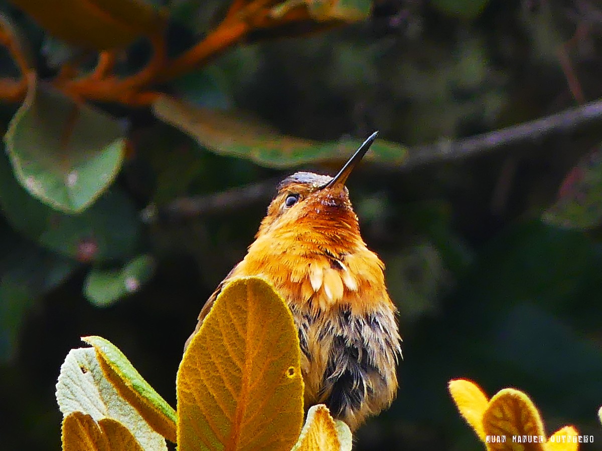 Colibri étincelant - ML99185691