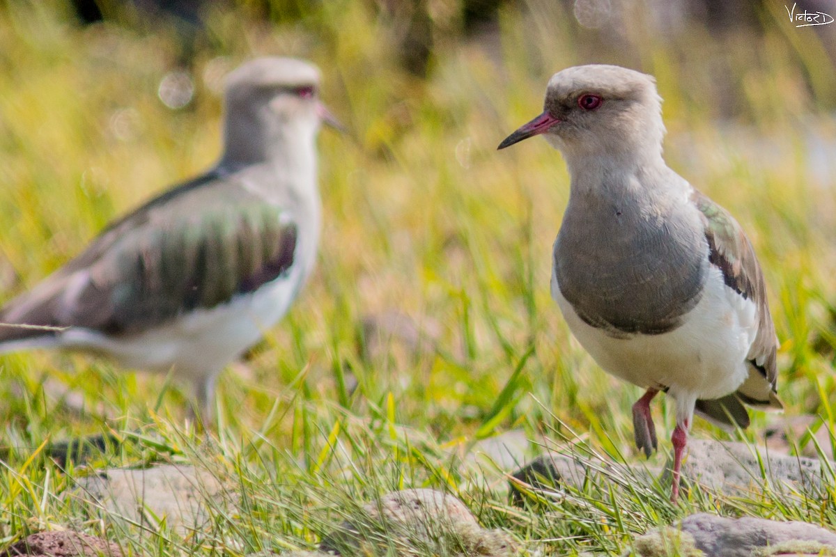 Andean Lapwing - ML99185861