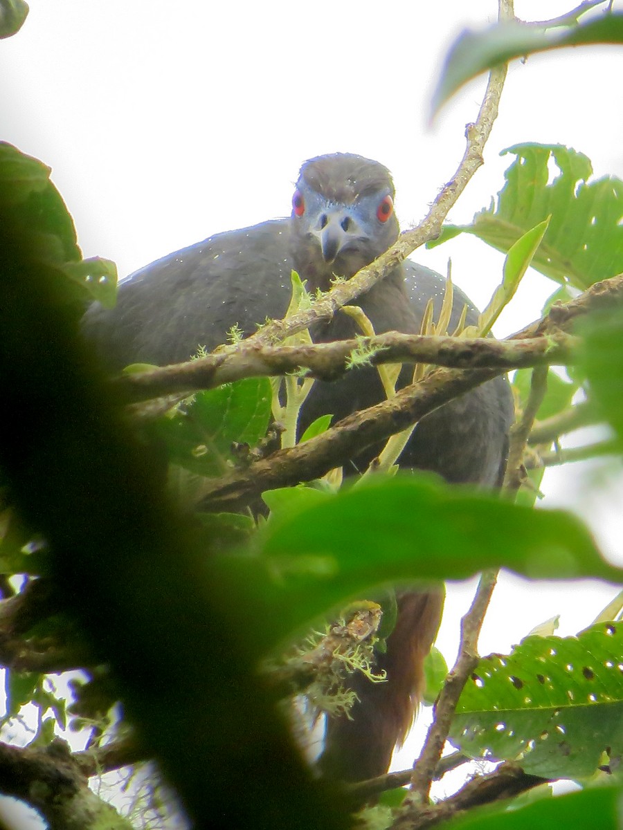 Sickle-winged Guan - ML99186171