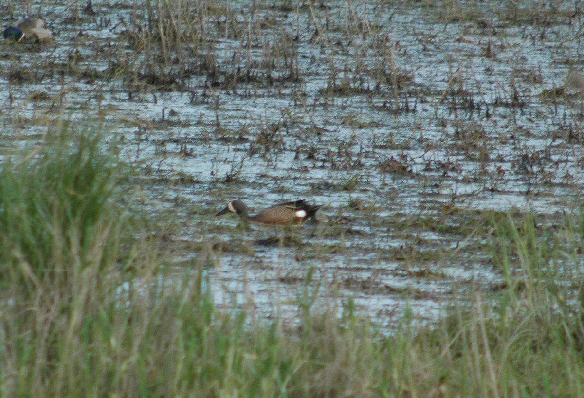 Blue-winged Teal - ML99186371