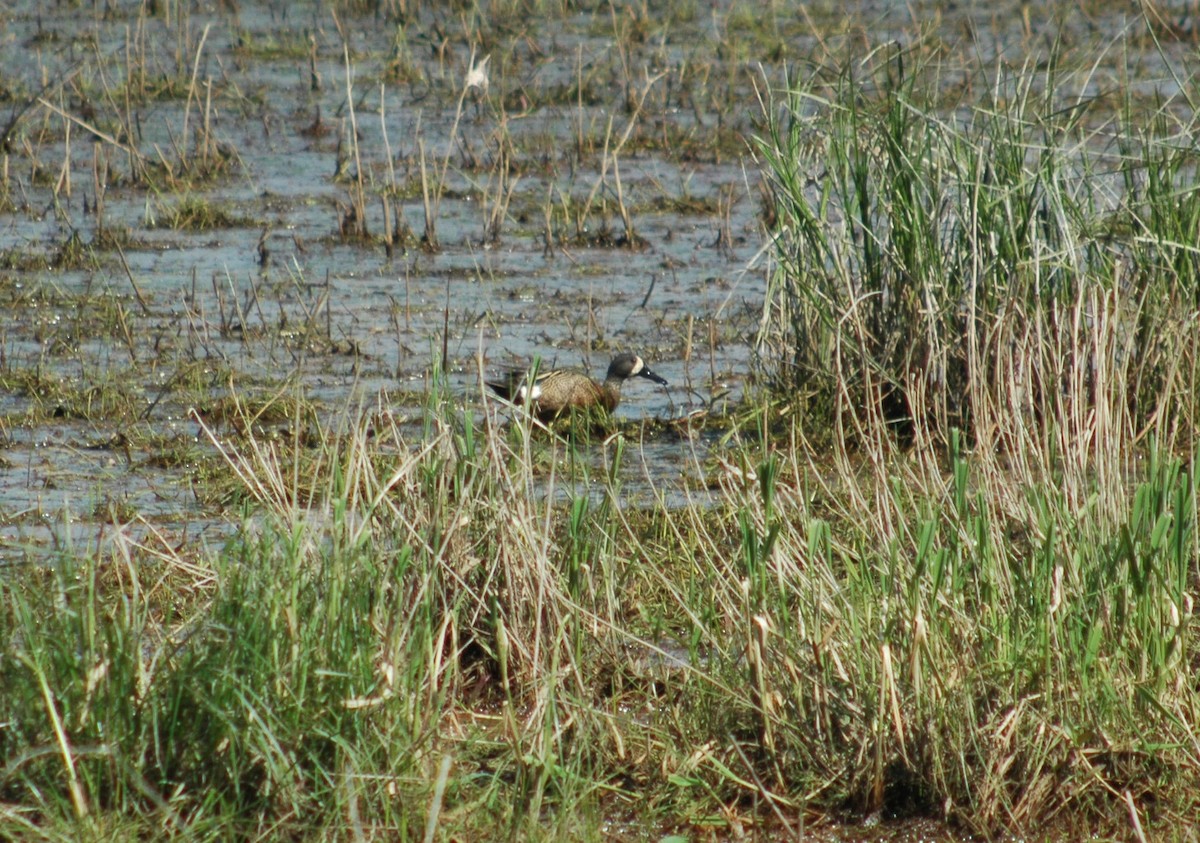 Blue-winged Teal - ML99186391